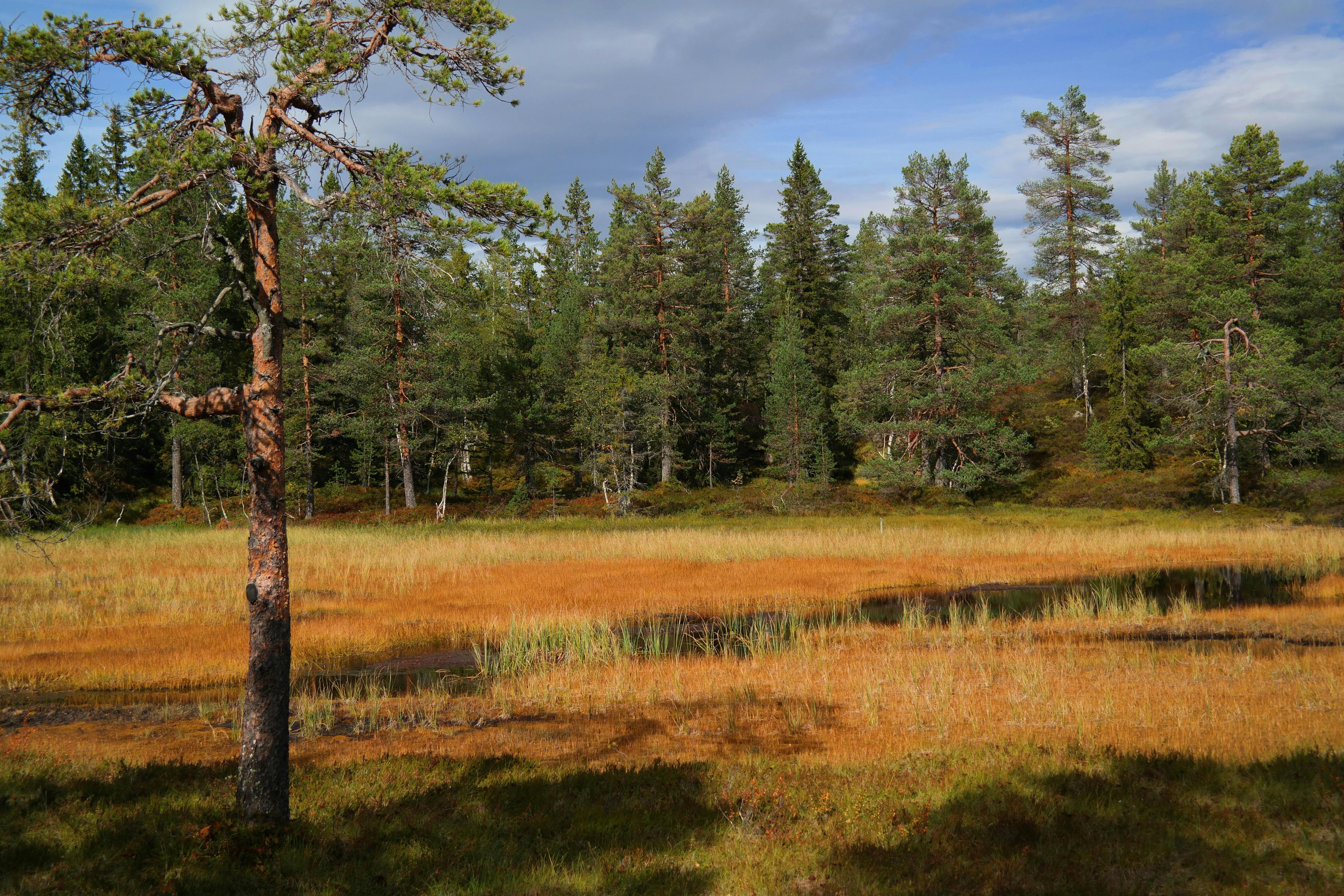 Regeringen startar en ny grundlagsutredning för att stärka skyddet för ersättning vid inskränkningar av markanvändning. LRF välkomnar beslutet.